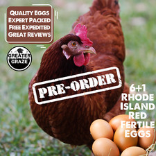 6+1 Bonus Rhode Island Red