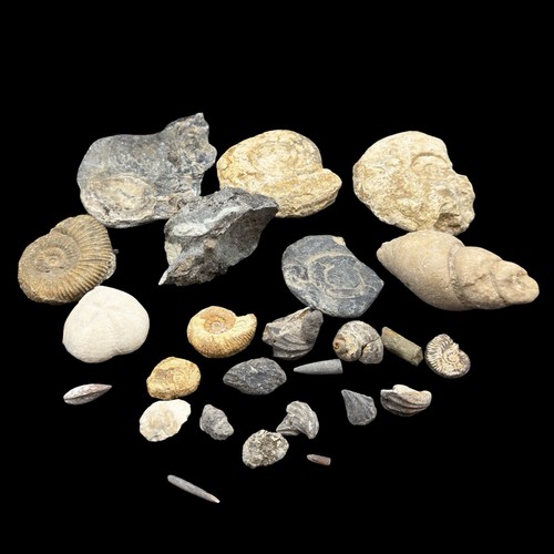 1kg british fossil - british, mix