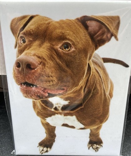 Pitbull dog breed fridge - dog,