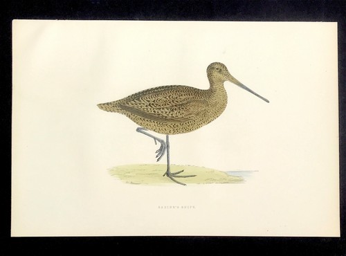 1891 original print morris - 1891,