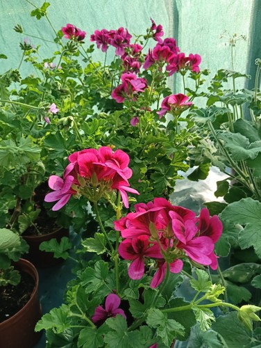 Pelargonium ashby scented - pelargonium, 'ashby',