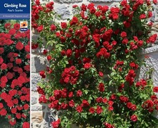 ROSE BUSH PAULS SCARLET