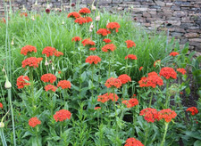 Lychnis chalcedonica maltese - lychnis,