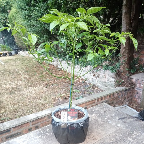 Dragons breath chilli pepper - chilli,