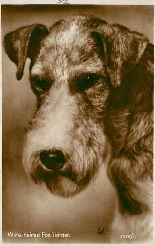 Wire haired fox terrier dog - terrier,