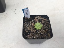 Pinguicula Juamavensis
