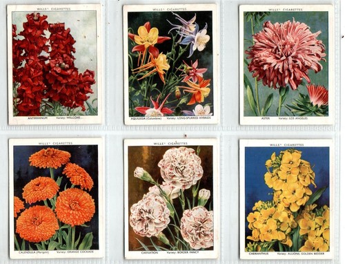 Wills garden flowers - wills:,