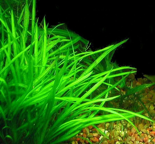 Sagittaria subulata live - 5,