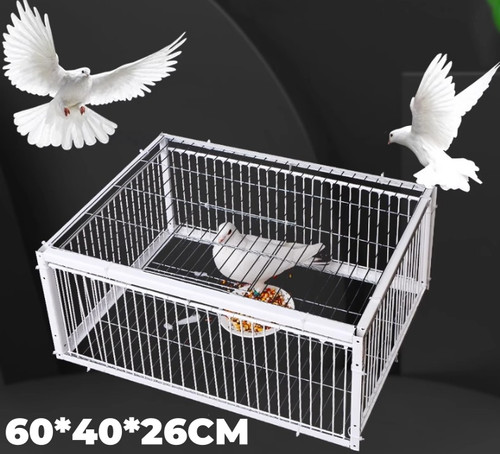Pigeon trap with four - with,