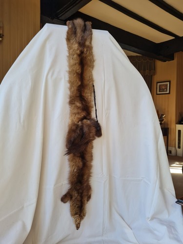 Full length mink - , animal