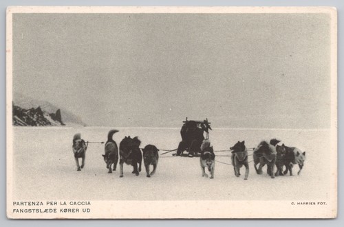 Greenland arctic dog sled team - dog,