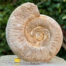 Fossil ammonite - 4.5",