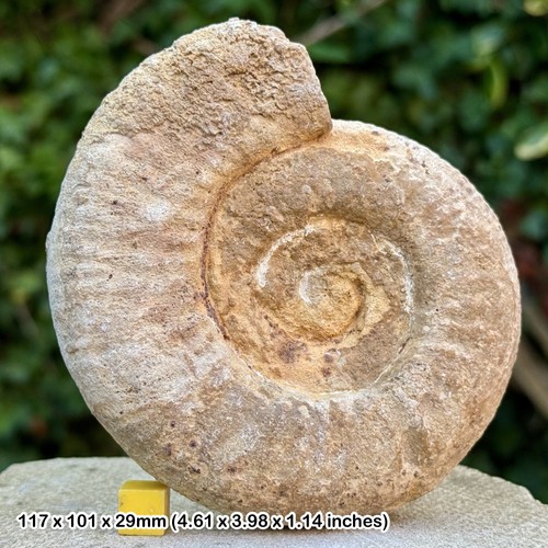 Fossil ammonite - 4.5",