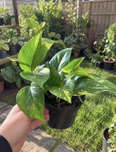 Golden pothos epipremnum - golden,