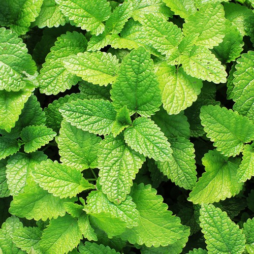 Mint garden plant - garden,