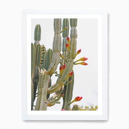 Tall cactus flowers art - flowers, print