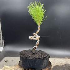 Shohin Japanese red pine bonsai 
