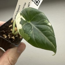 Alocasia Maharani Variegata -