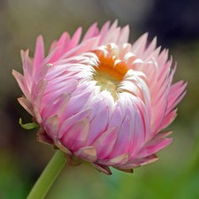 Helichrysum 'Silvery Rose' Seeds