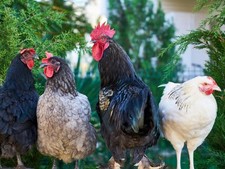 12 x Mixed Breed (tested )