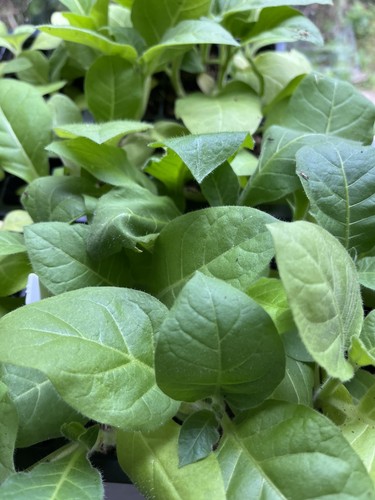 Amber leaf golden virginia - amber,