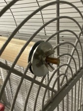 Bird Perch For Budgie, Quaker