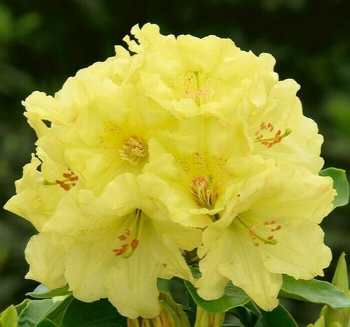 Rhododendron horizon monarch - monarch,