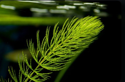 Aquarium plant hornwort - aquarium,
