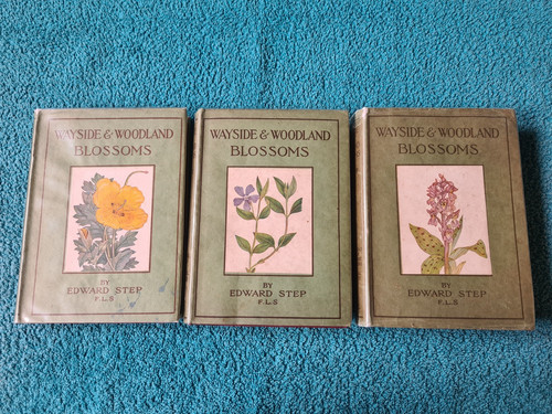 Wayside woodland blossoms 3 - woodland,