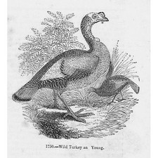BIRDS Wild Turkey and Young - Antique Print 1856