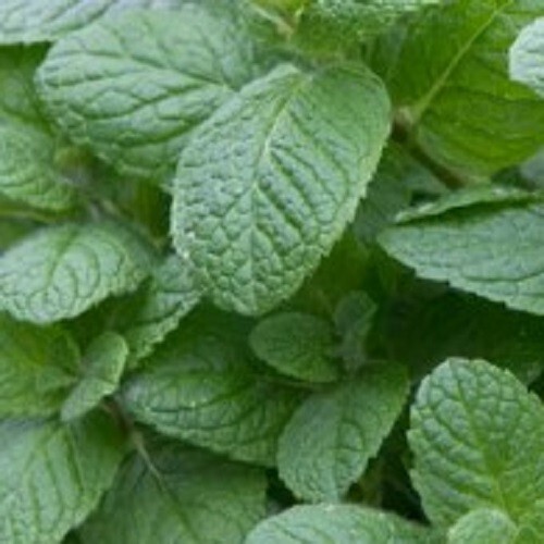 Organic apple mint mature - 2x,