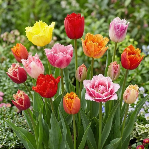 Tulip double fringed mixed - tulip,