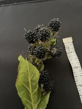 Realistic Stem Of Autumn Blackberry Brambles