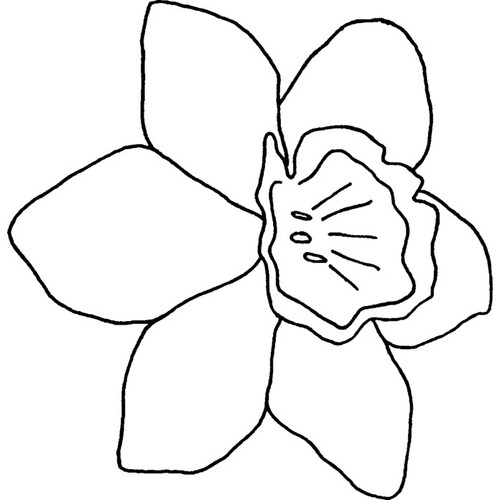 Daffodil unmounted rubber - 'daffodil',