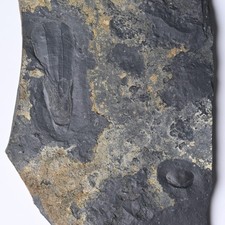 Norway Cambrian Nevadotheca