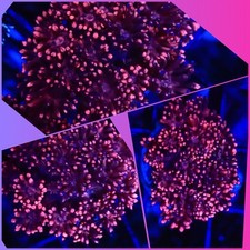 SHA Blood Red Goniopora FRAG