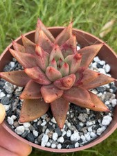 Echeveria Tolimanensis hybrid