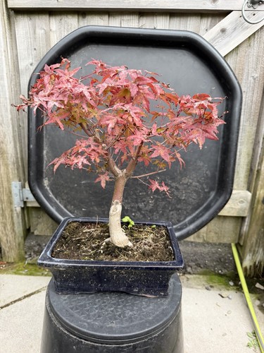 Japanese maple deshojo bonsai - maple,