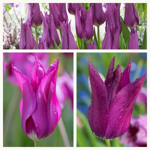 Lily tulip purple - lily, dream
