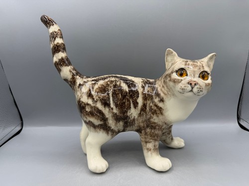 New winstanley tabby - new, cat