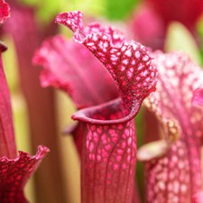 Trumpet pitcher sarracenia - trumpet,