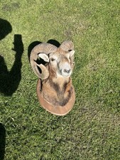 Taxidermy European Mouflon