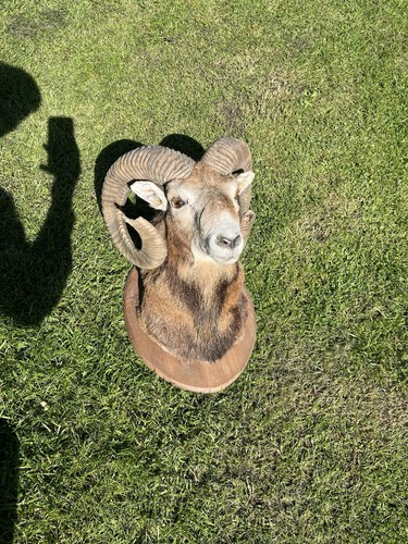Taxidermy european mouflon - taxidermy,