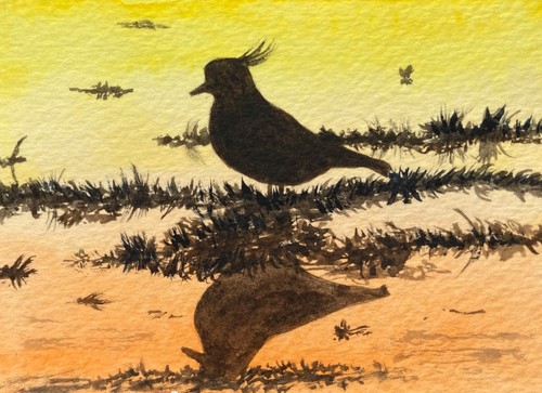 Original watercolour lapwing - original,