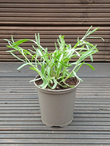 English lavender munstead - english, 'munstead'