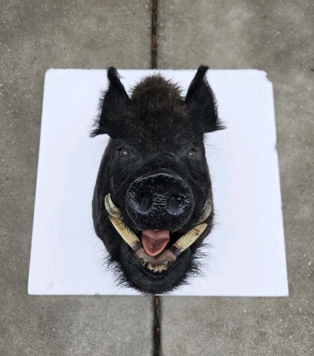Wild boar pig hog - pig, head