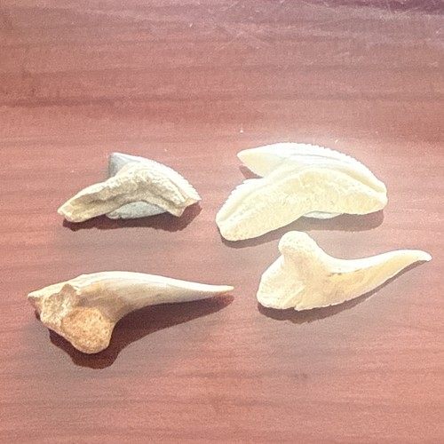 Job lot shark - job, fossil