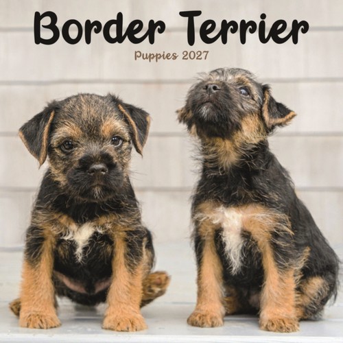 Border terrier puppies mini - border,