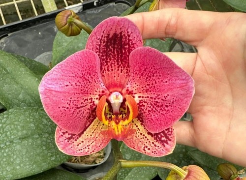 Phalaenopsis van gogh - phalaenopsis,