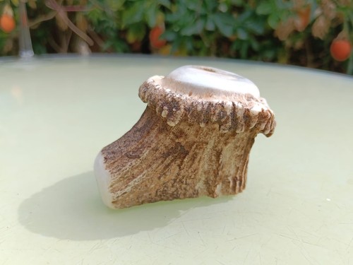 Polished deer antler - polished, burr